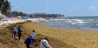Valija Viajera Hasta el día de hoy no hay poder humano que perturbe el avance de esa macroalga dañina