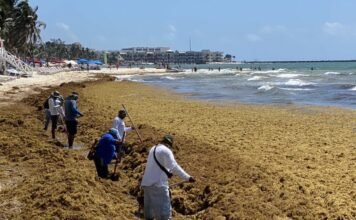 Valija Viajera Hasta el día de hoy no hay poder humano que perturbe el avance de esa macroalga dañina