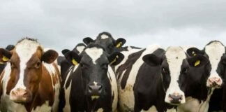 Valija Viajera México logró la reanudación de las ventas de ganado bovino a Estados Unidos