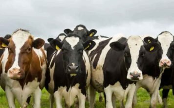 Valija Viajera México logró la reanudación de las ventas de ganado bovino a Estados Unidos