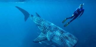 El gigante del mar regresa a Baja California El tiburón ballena está catalogado como especie en riesgo conforme a la NOM-059-SEMARNAT-2010.