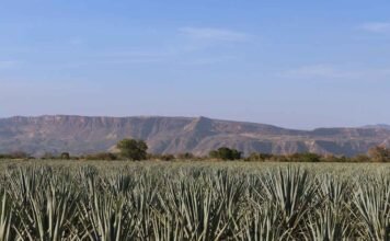 La historia detrás del primer Reposado del Mundo Agave Tequilana Weber variedad azul